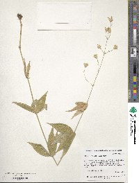 Silene stellata image