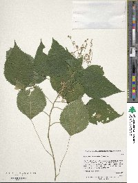 Laportea canadensis image