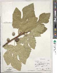 Ficus carica image