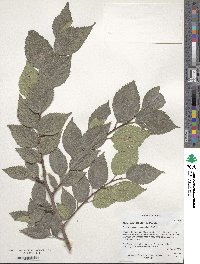 Image of Celtis glabrata