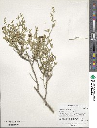 Chrysojasminum fruticans image