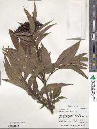 Sambucus ebulus image