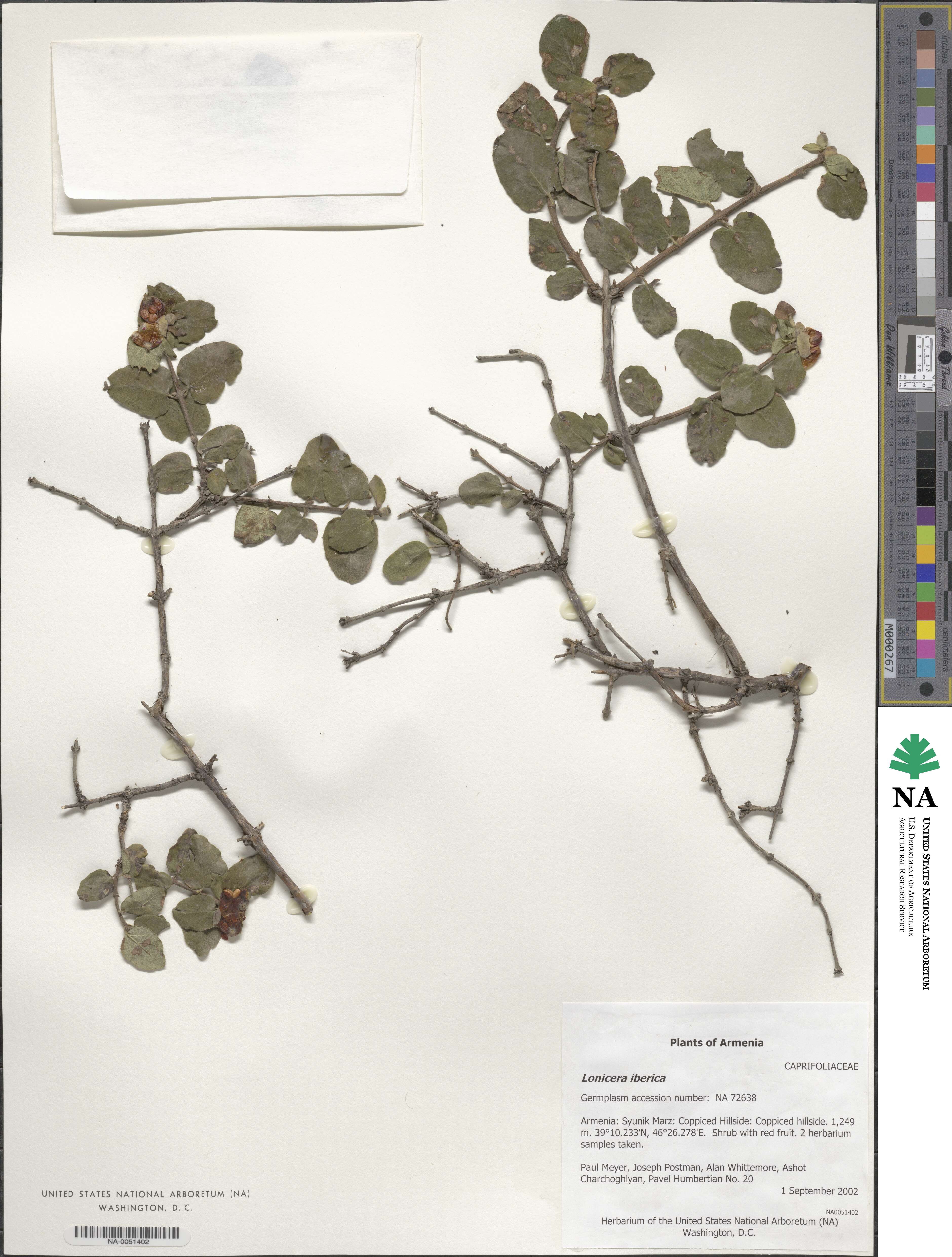 Lonicera iberica image