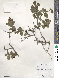 Lonicera iberica image