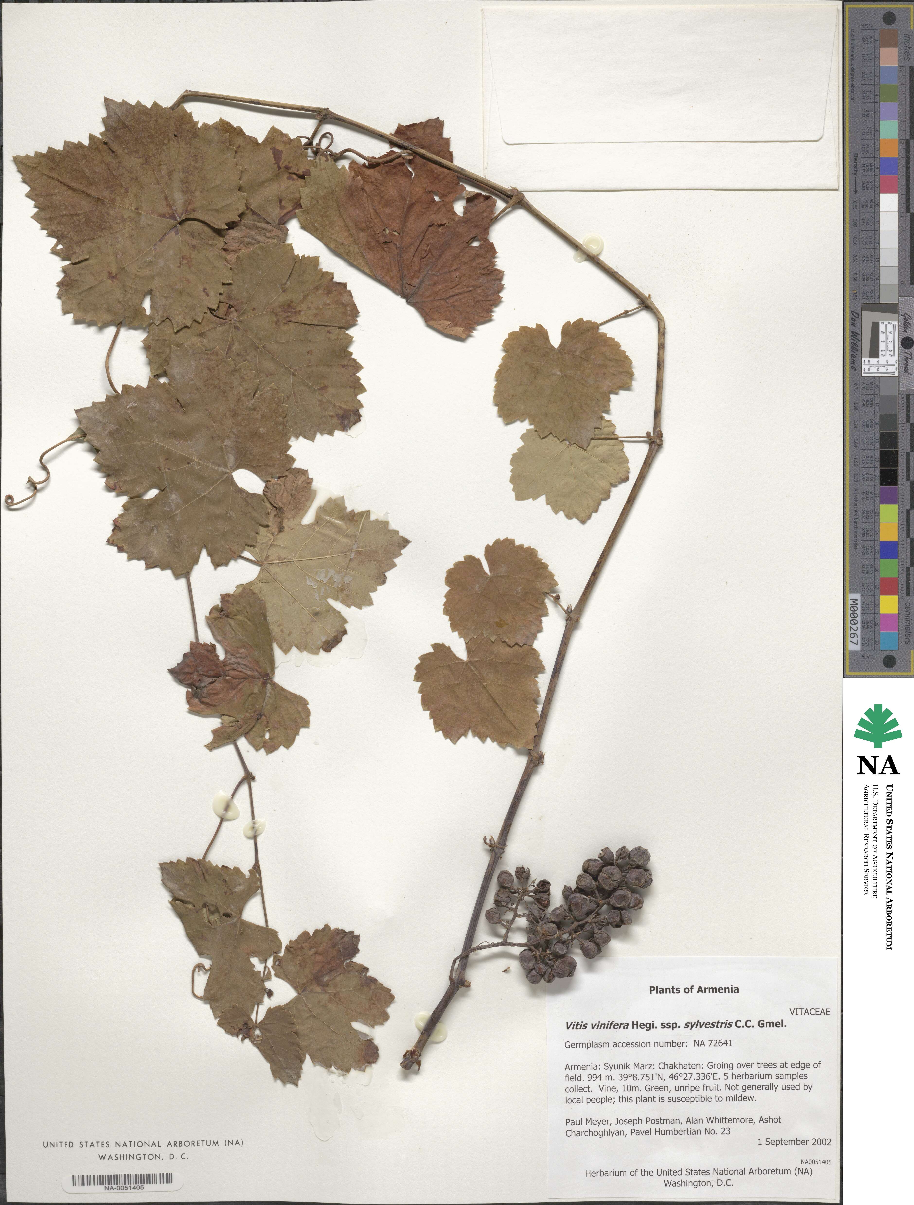 Vitis gmelinii image