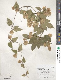 Humulus lupulus image