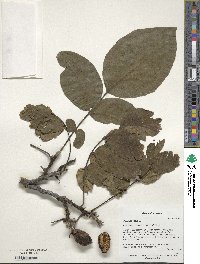 Juglans regia image