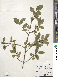 Euonymus europaeus image