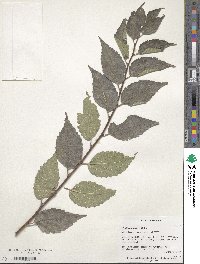 Celtis australis image