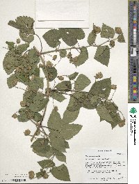 Humulus lupulus image