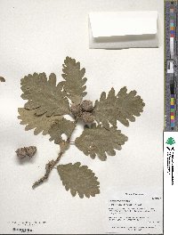 Quercus macranthera image