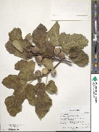 Ficus carica image