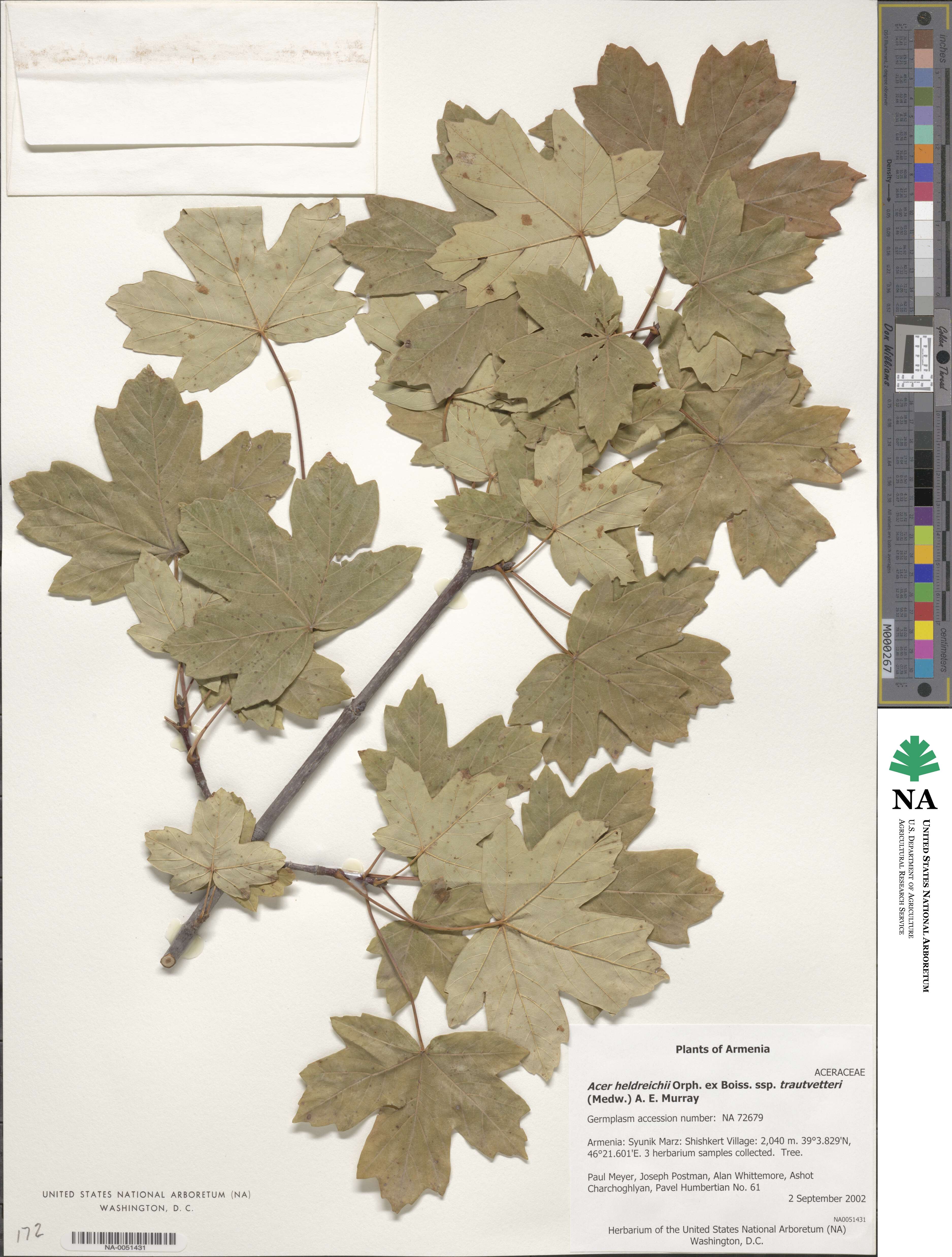 Acer heldreichii subsp. trautvetteri image