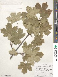 Acer heldreichii subsp. trautvetteri image