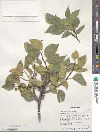 Celtis glabrata image