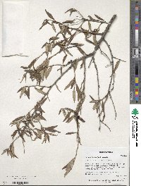 Prunus incana image