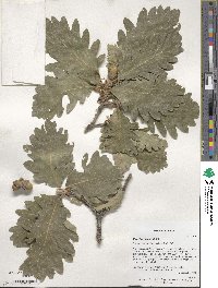 Quercus macranthera image