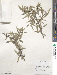 Prunus fenzliana image