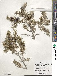 Juniperus communis image