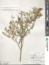 Chrysojasminum fruticans image