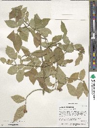 Euonymus verrucosoides image