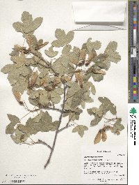 Acer monspessulanum image