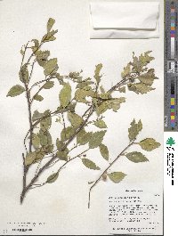 Celtis glabrata image