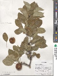 Malus sylvestris subsp. orientalis image