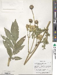 Cephalaria gigantea image