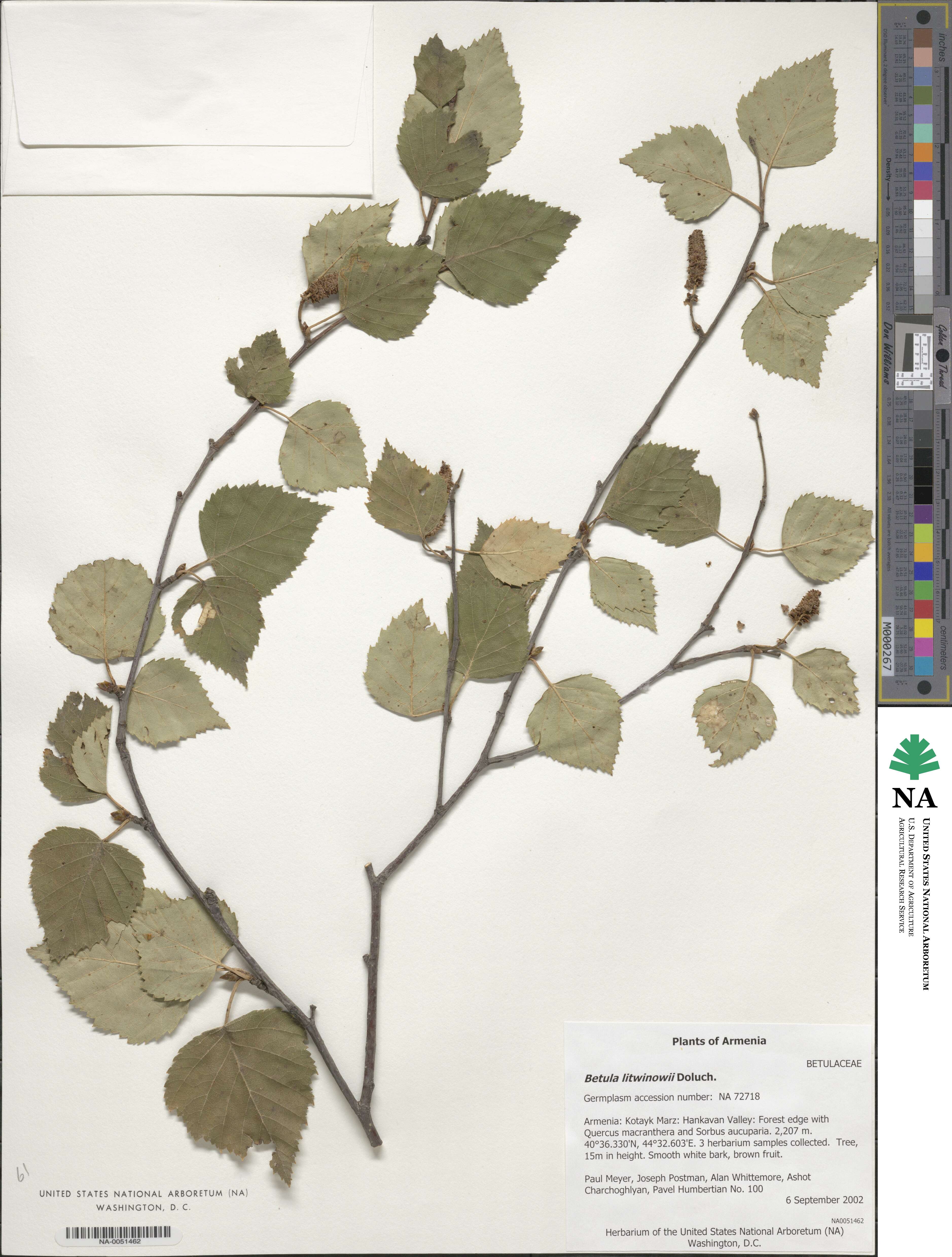 Betula pubescens image