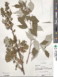 Rubus idaeus image