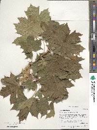 Acer platanoides image