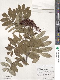 Sorbus aucuparia image