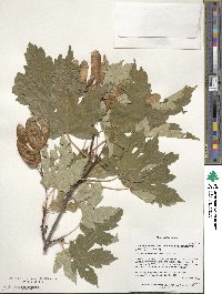 Acer heldreichii image