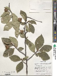 Fagus orientalis image