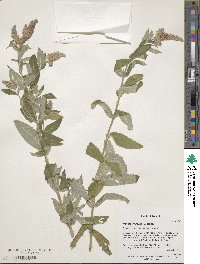 Image of Mentha longifolia