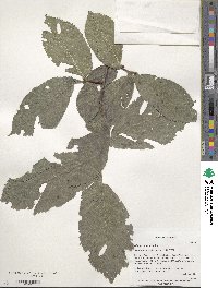 Ulmus glabra image