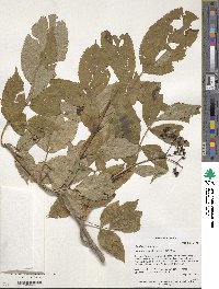 Image of Sambucus nigra