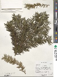 Taxus baccata image