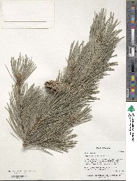 Pinus sylvestris image