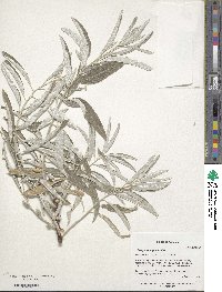 Elaeagnus angustifolia image