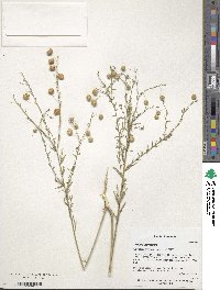 Linum austriacum image