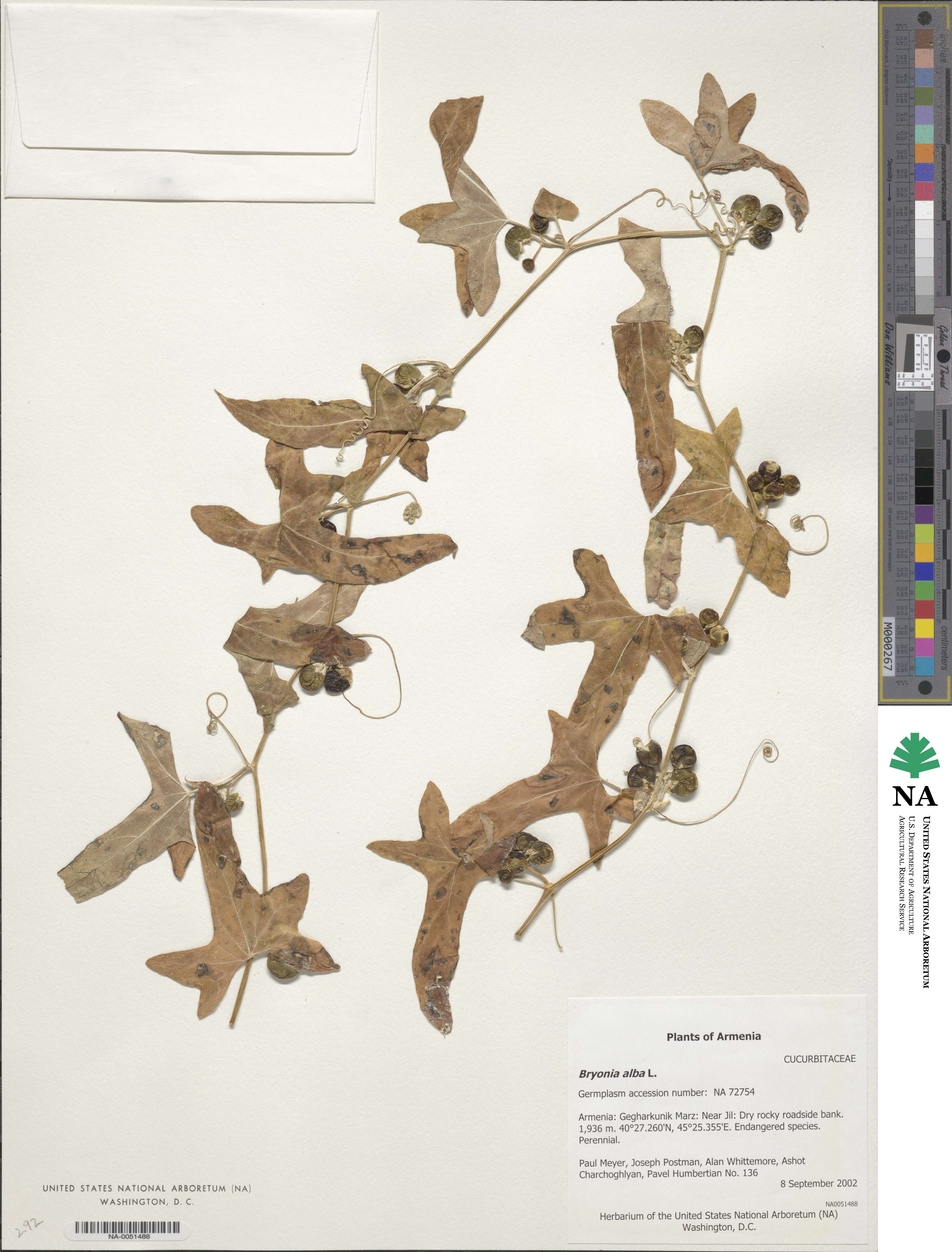 Bryonia cretica image