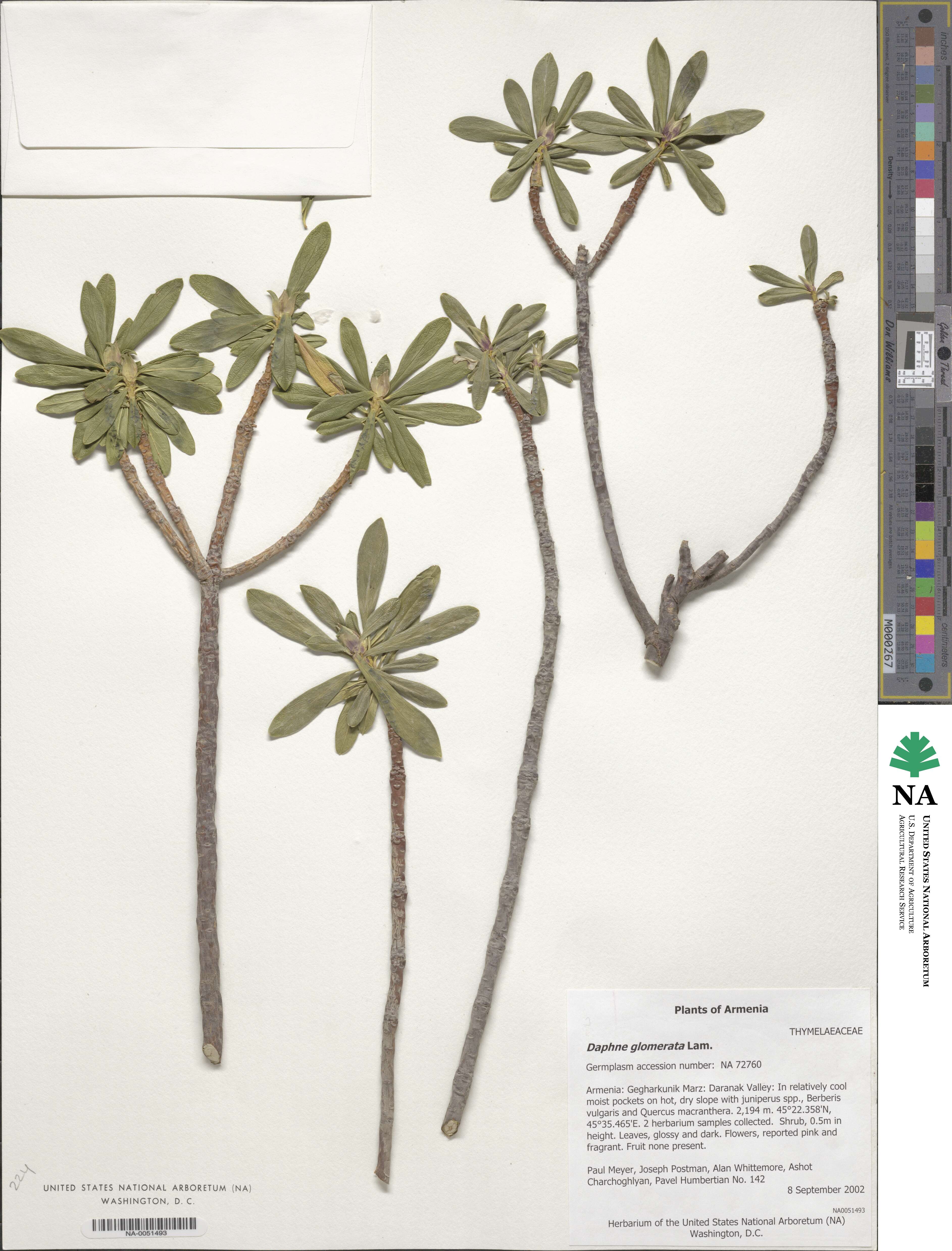 Daphne glomerata image