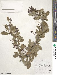 Berberis vulgaris image