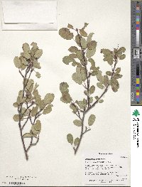 Amelanchier ovalis image