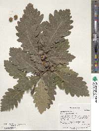 Quercus macranthera image