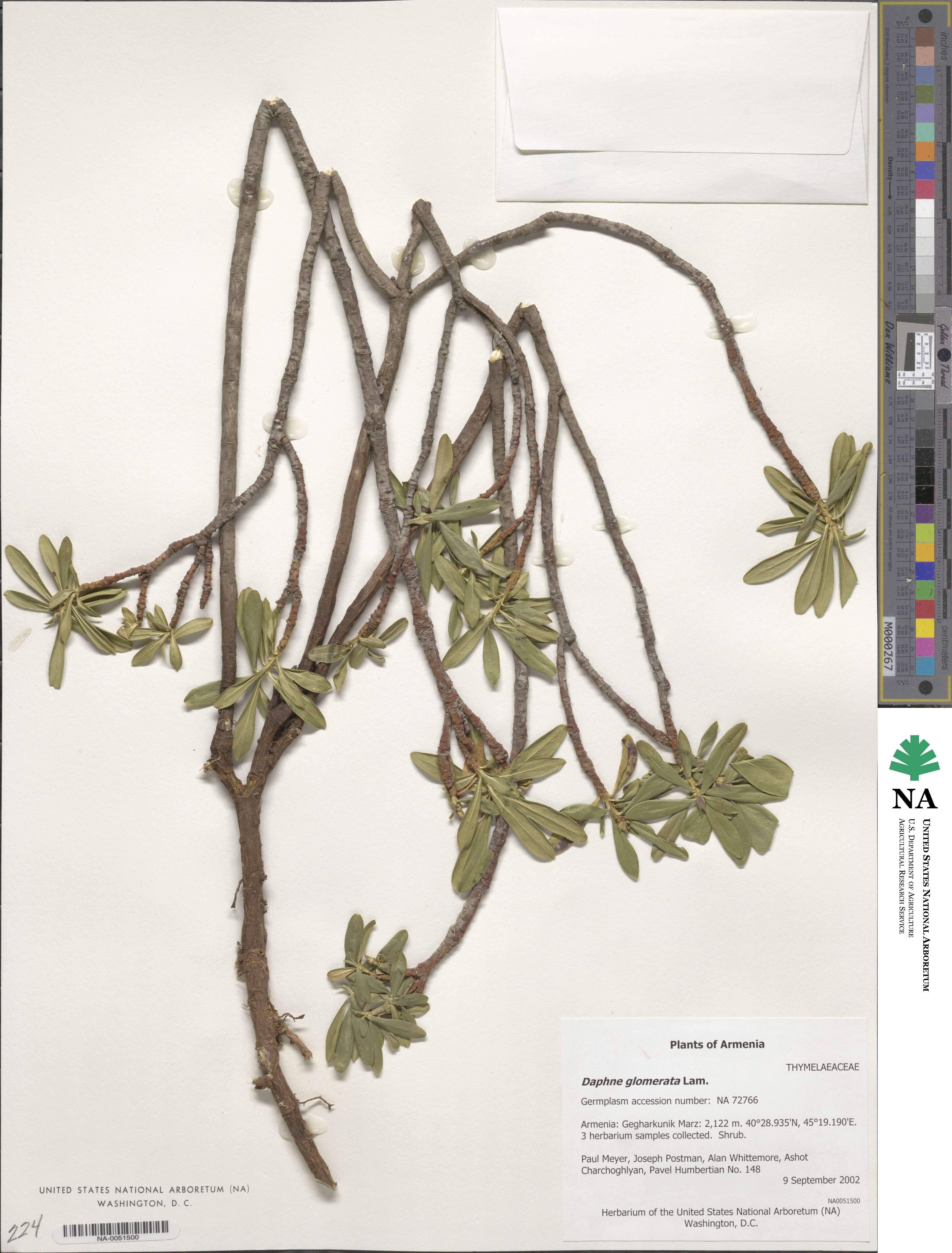 Daphne glomerata image
