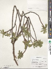 Daphne glomerata image