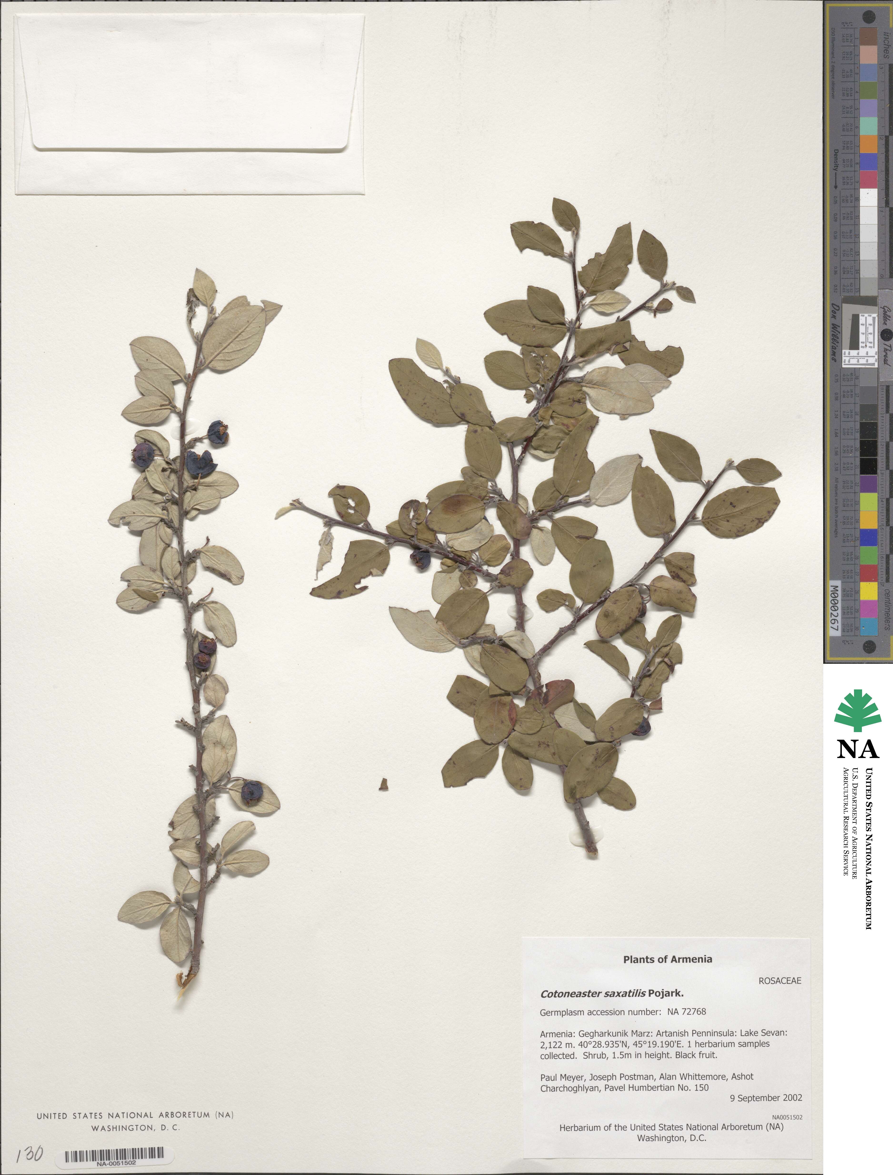 Cotoneaster saxatilis image